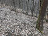 Stará lesná cesta, po ktorej viedli aj turistické trasy, viedla pod novšou cestou (smer Pezinská Baba) (2023)